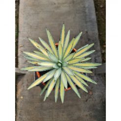 2497. Agave Macroacantha Variegated Big Size 25 Cm