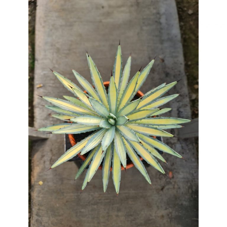 2497. Agave Macroacantha Variegated Big Size 25 Cm