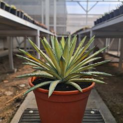 2497. Agave Macroacantha Variegated Big Size 25 Cm - Image 2