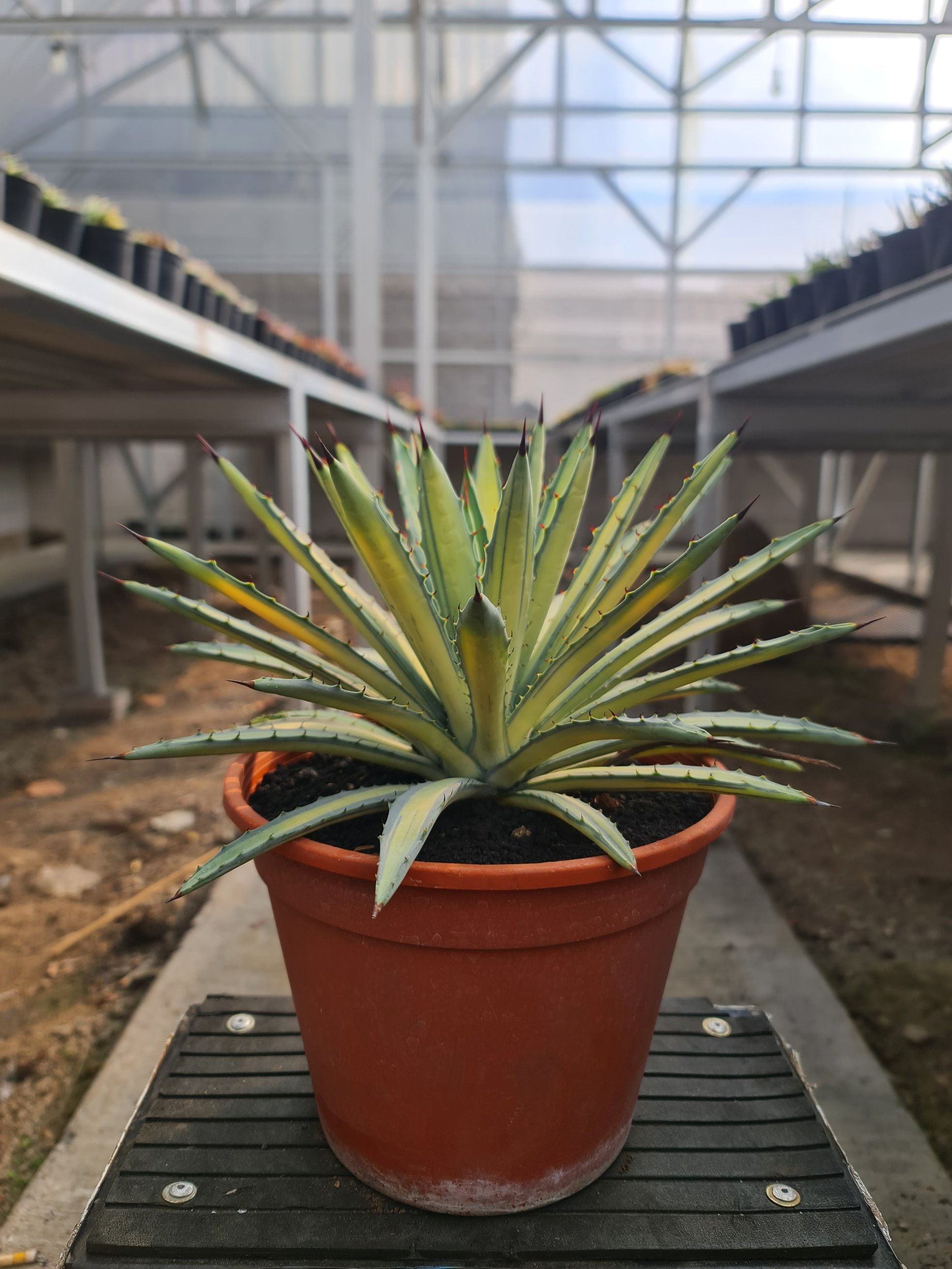 2497. Agave Macroacantha Variegated Big Size 25 Cm - Image 2
