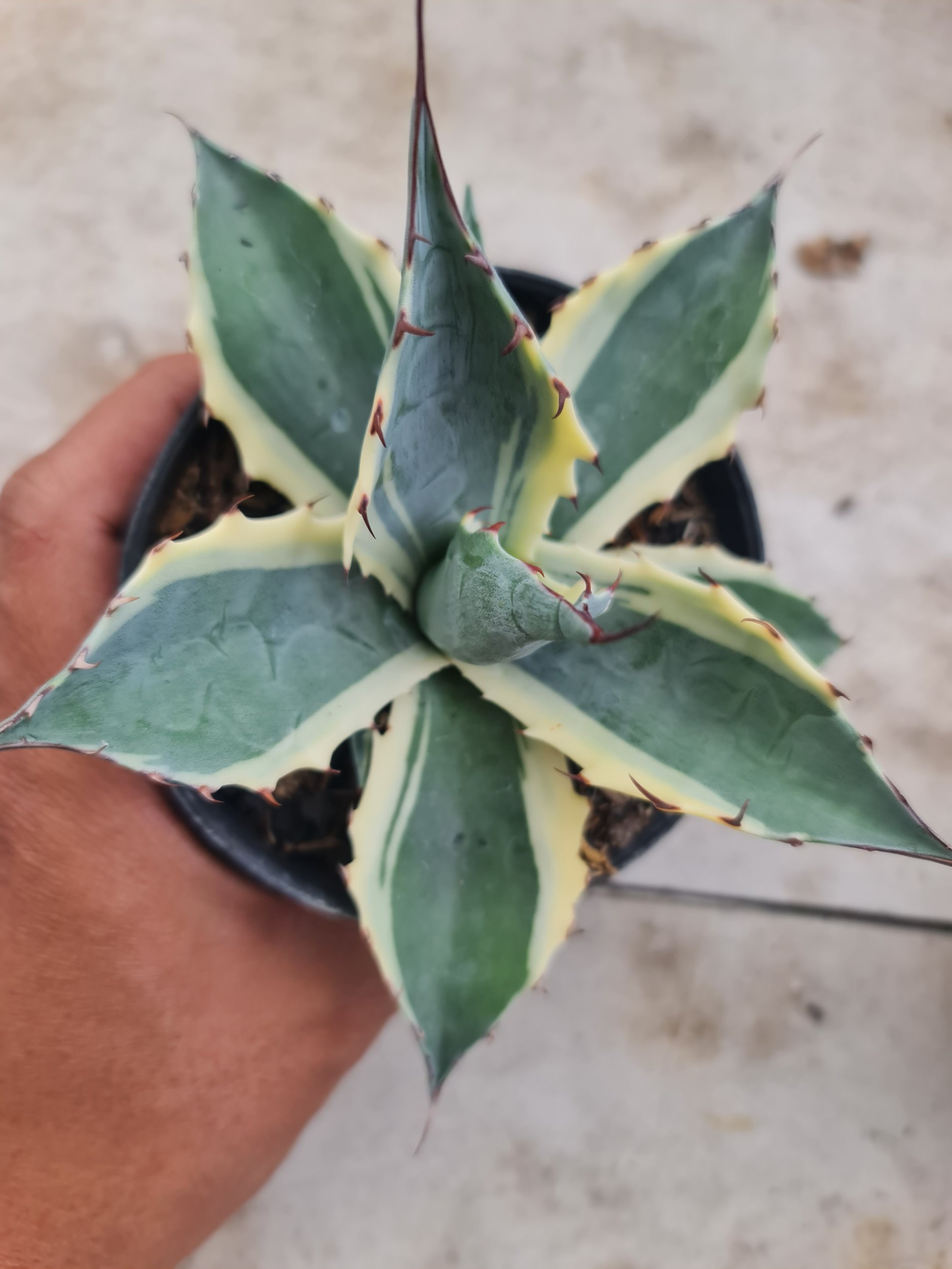 2493. Agave Parasana White Variegated - Image 2