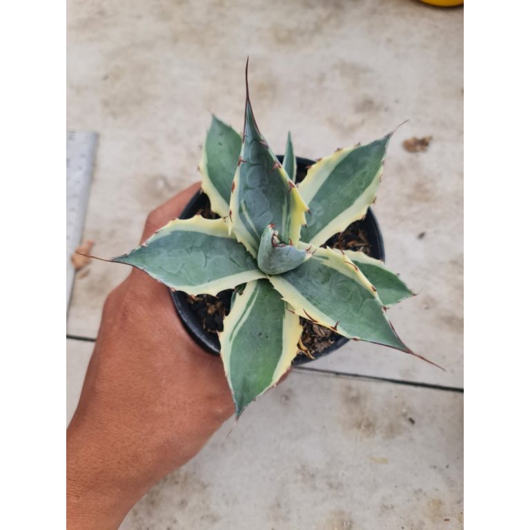 2493. Agave Parasana White Variegated