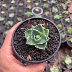 2515. Agave Pixie Tinkerbell - Image 3