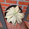 2529. Agave Potatorum Verschaffeltii Aurea
