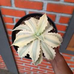 2529. Agave Potatorum Verschaffeltii Aurea