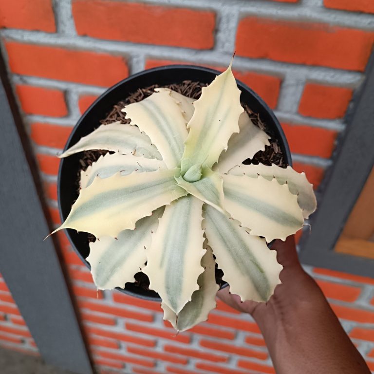 2529. Agave Potatorum Verschaffeltii Aurea
