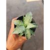 2465. Agave Snow Devil