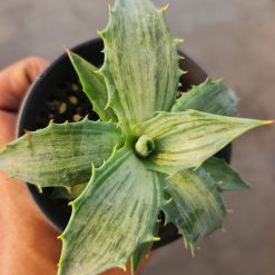 2465. Agave Snow Devil - Image 2