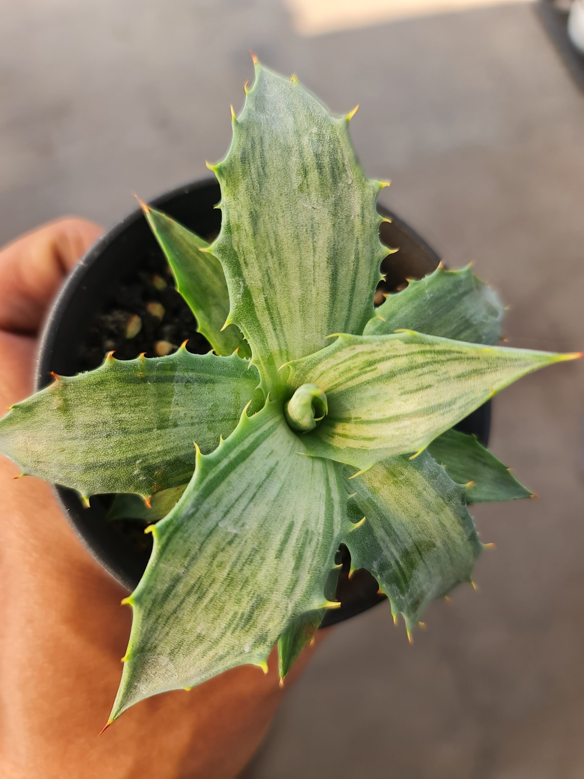 2465. Agave Snow Devil - Image 2
