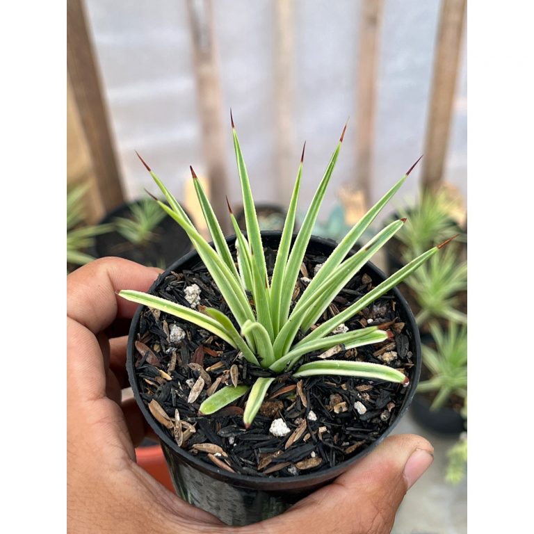 2581. Agave Stricta Variegated