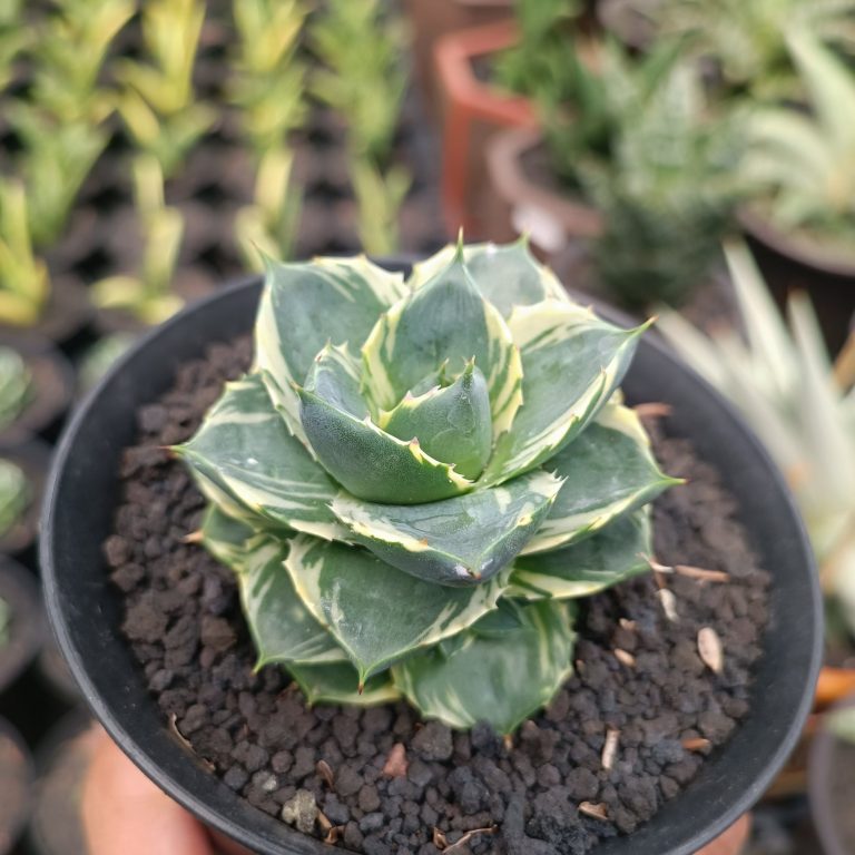 2569. Agave Tinkerbell