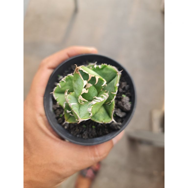 2466. Agave Titanota Cg1