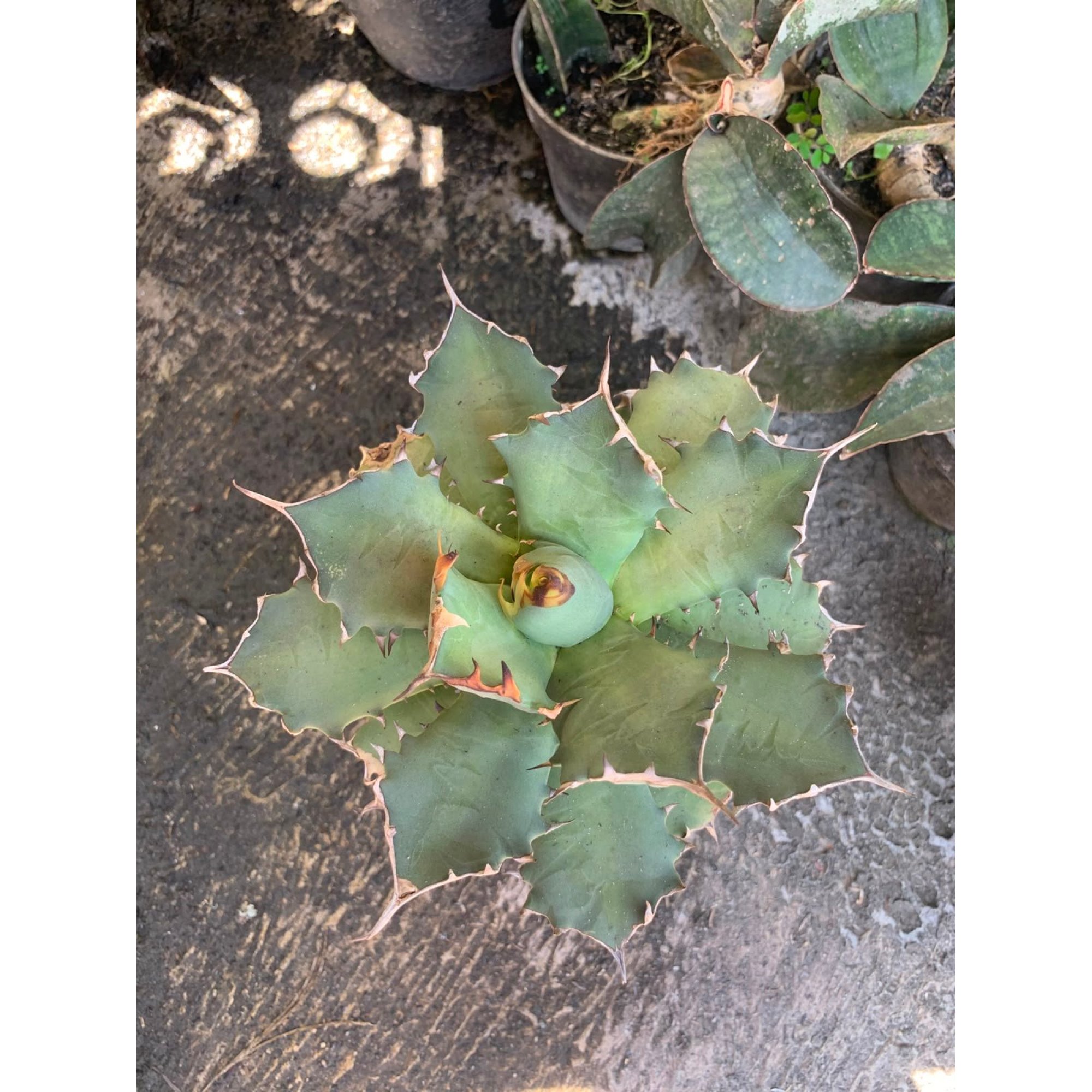 2604. Agave Titanota Drawf Kyoto