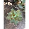 2605. Agave Titanota Dwarft Kyoto
