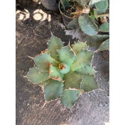 2605. Agave Titanota Dwarft Kyoto