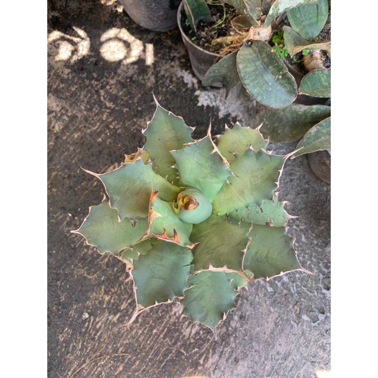 2605. Agave Titanota Dwarft Kyoto