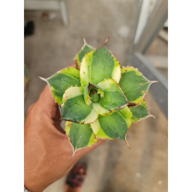 2463. Agave Titanota White Cream