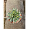 2496. Agave Victoria Giant Big Size 20cm