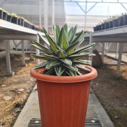 2496. Agave Victoria Giant Big Size 20cm - Image 2