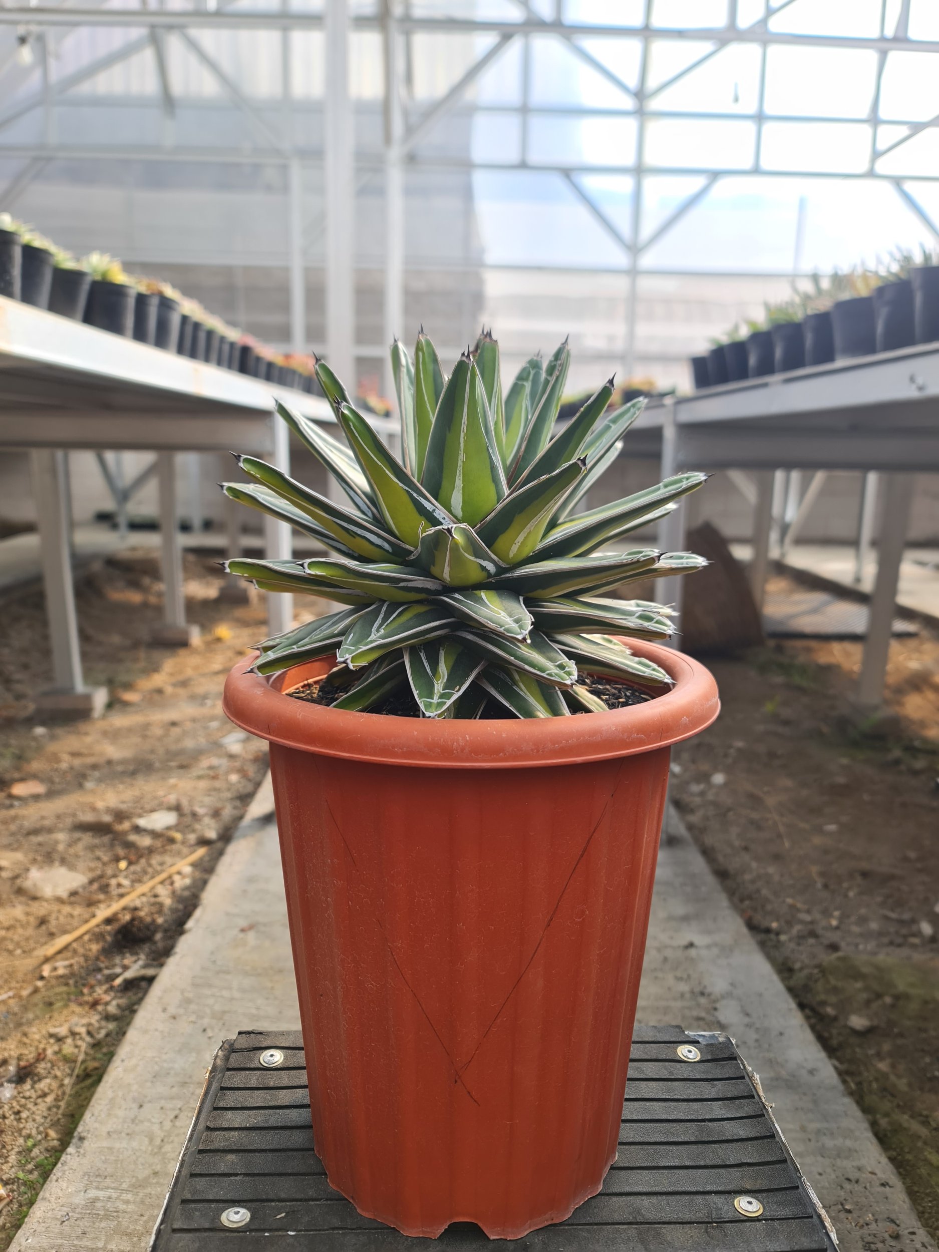 2496. Agave Victoria Giant Big Size 20cm - Image 2