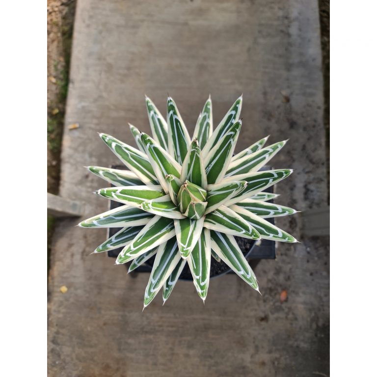 2495. Agave White Rhino Big Size 20cm
