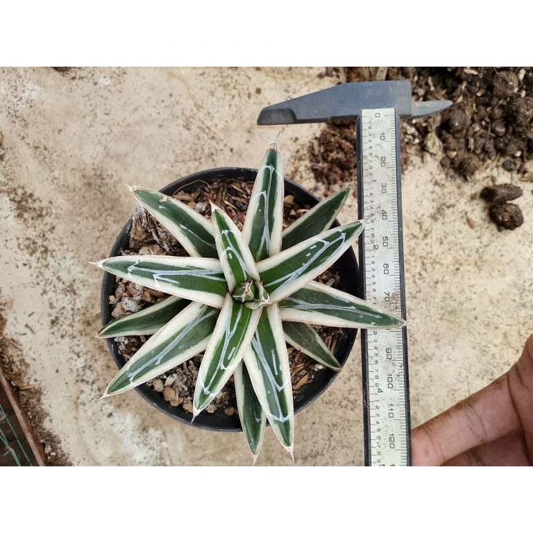 2485. Agave White Rhino size 11 cm