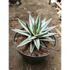 2484. Agave White Rino Medium Size