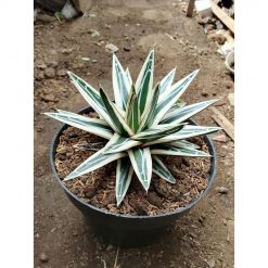 2484. Agave White Rino Medium Size
