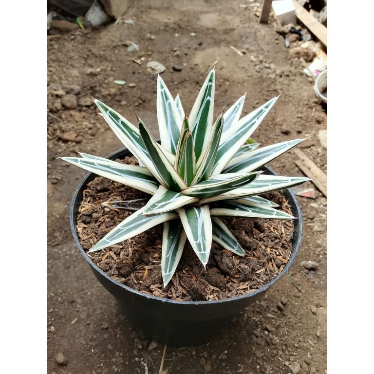 2484. Agave White Rino Medium Size
