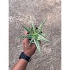 2575. Aloe Hybrid Donie Variegated