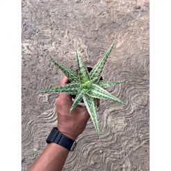 2575. Aloe Hybrid Donie Variegated