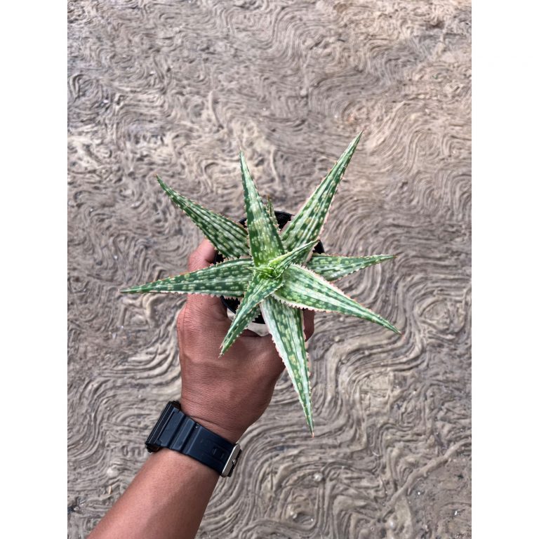 2575. Aloe Hybrid Donie Variegated