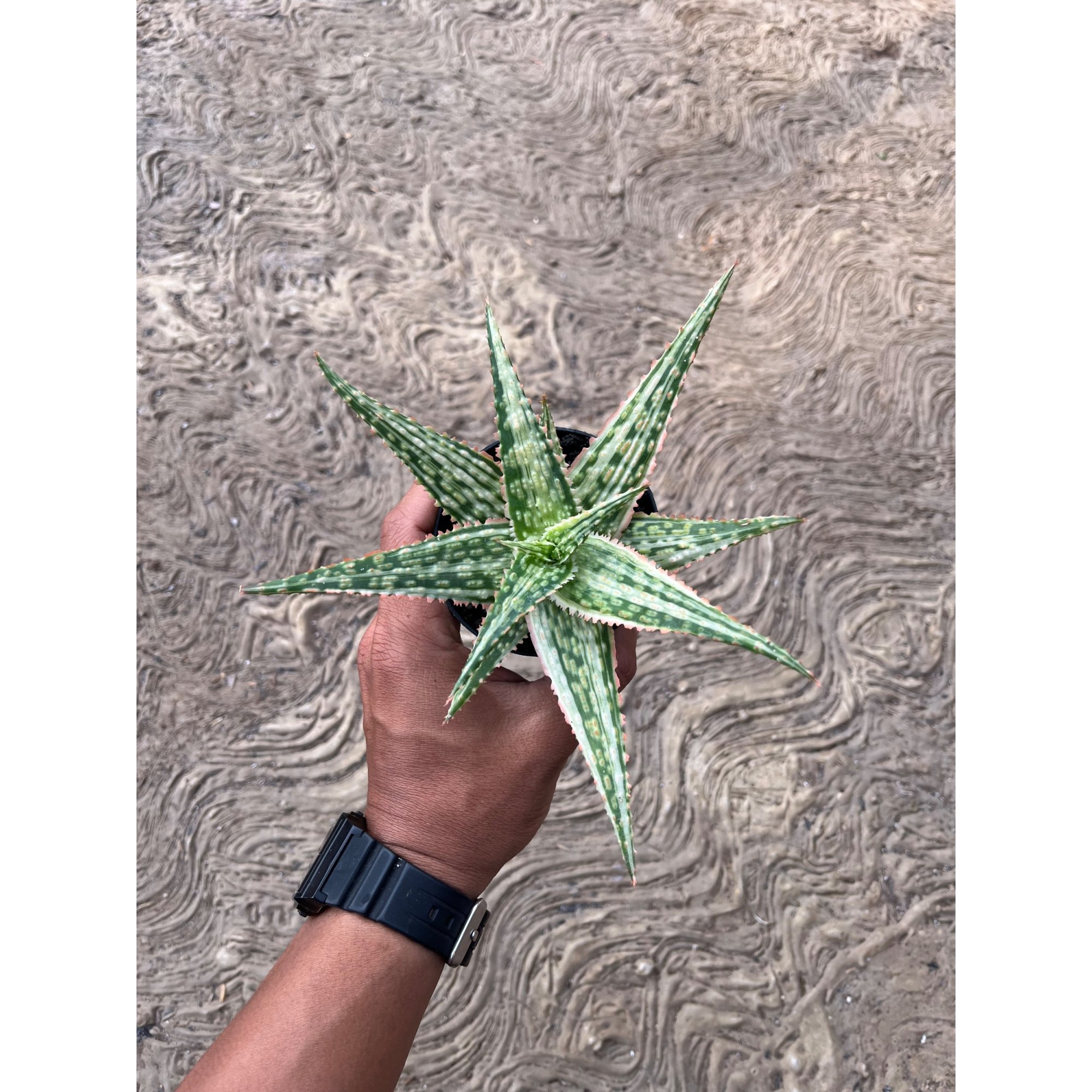 2575. Aloe Hybrid Donie Variegated