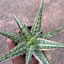 2575. Aloe Hybrid Donie Variegated - Image 2