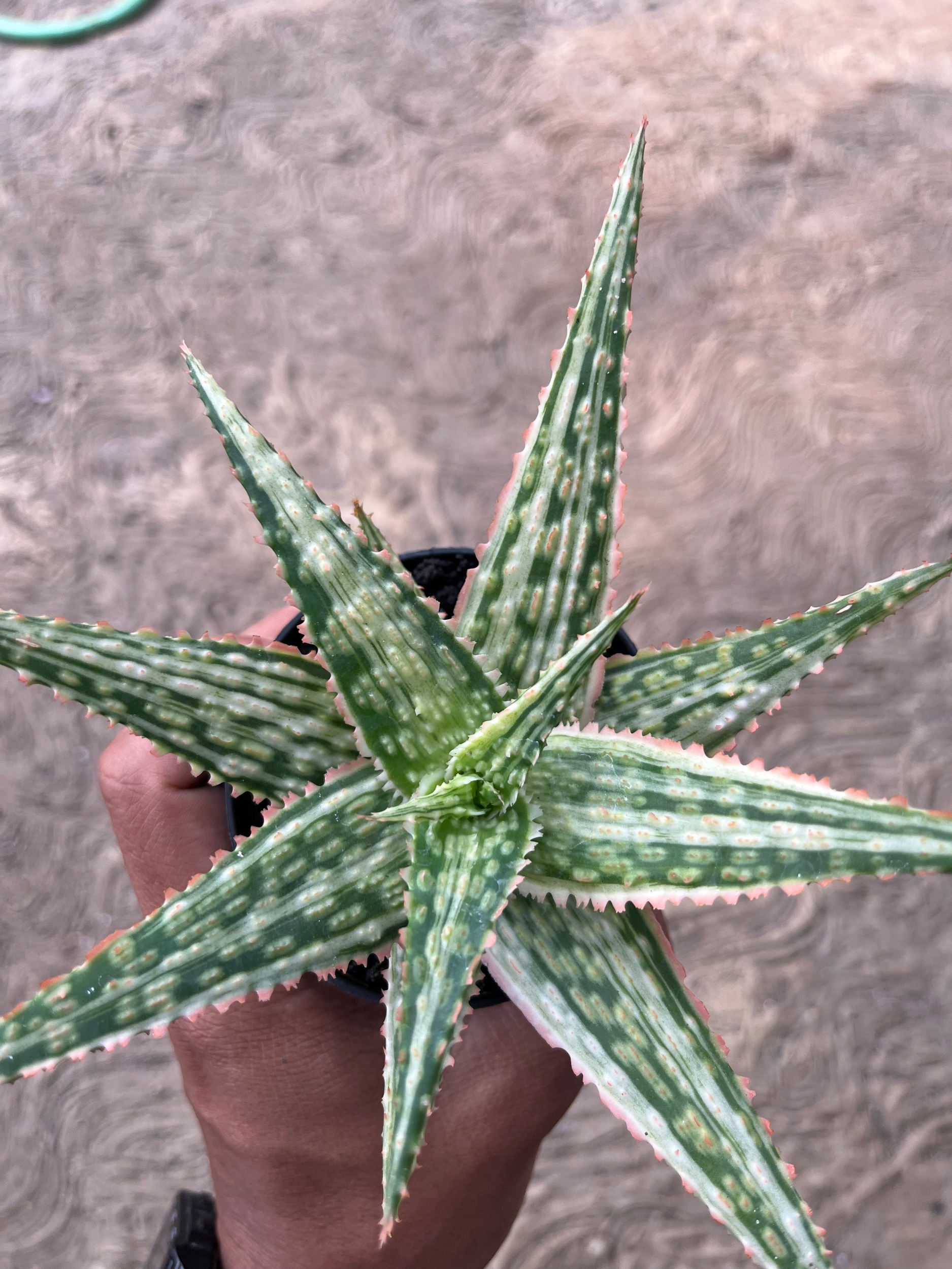 2575. Aloe Hybrid Donie Variegated - Image 2