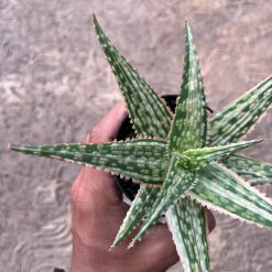 2575. Aloe Hybrid Donie Variegated - Image 3