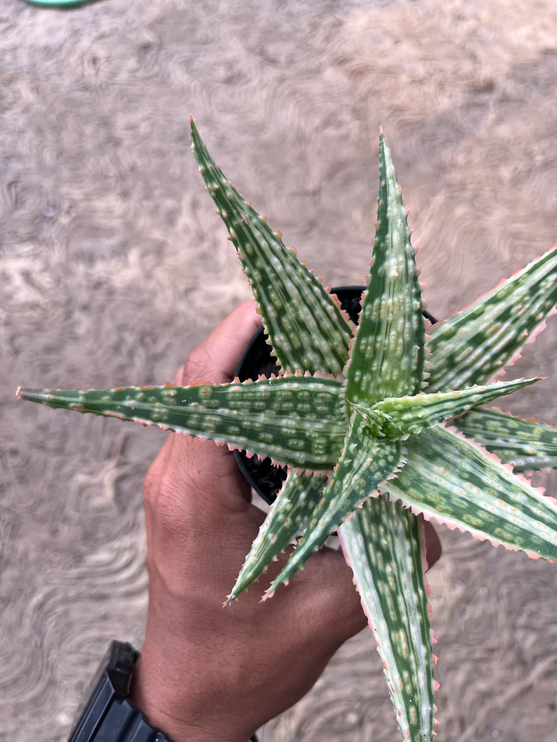 2575. Aloe Hybrid Donie Variegated - Image 3