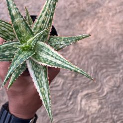 2575. Aloe Hybrid Donie Variegated - Image 4