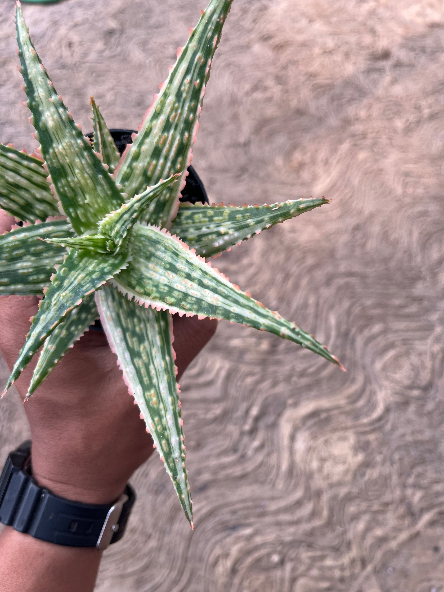 2575. Aloe Hybrid Donie Variegated - Image 4