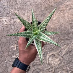 2575. Aloe Hybrid Donie Variegated - Image 5