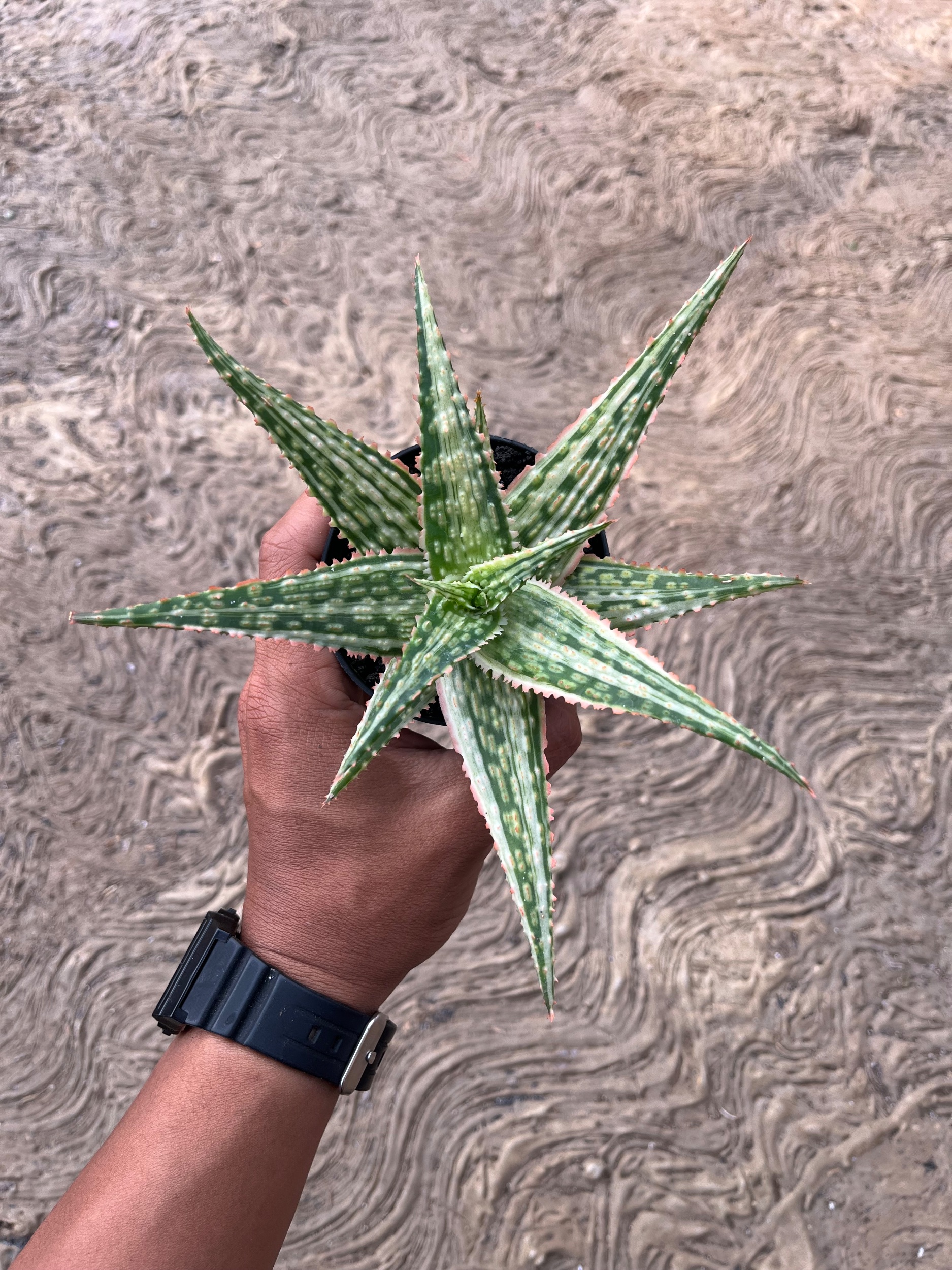 2575. Aloe Hybrid Donie Variegated - Image 5