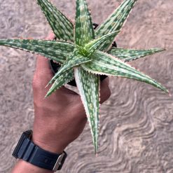 2575. Aloe Hybrid Donie Variegated - Image 6
