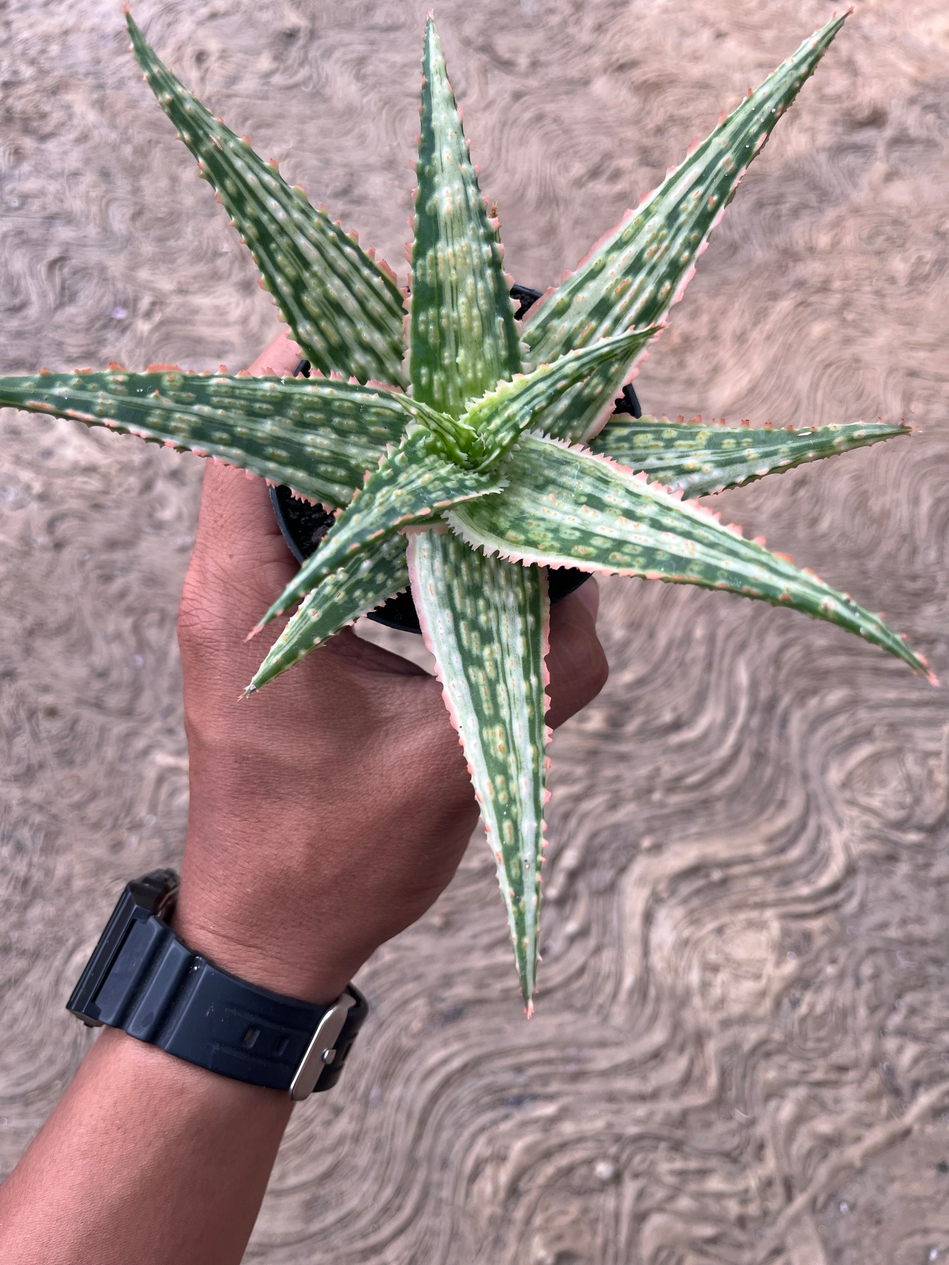 2575. Aloe Hybrid Donie Variegated - Image 6