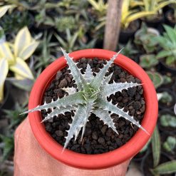 2552. Dyckia Hybrid Spp - Image 2