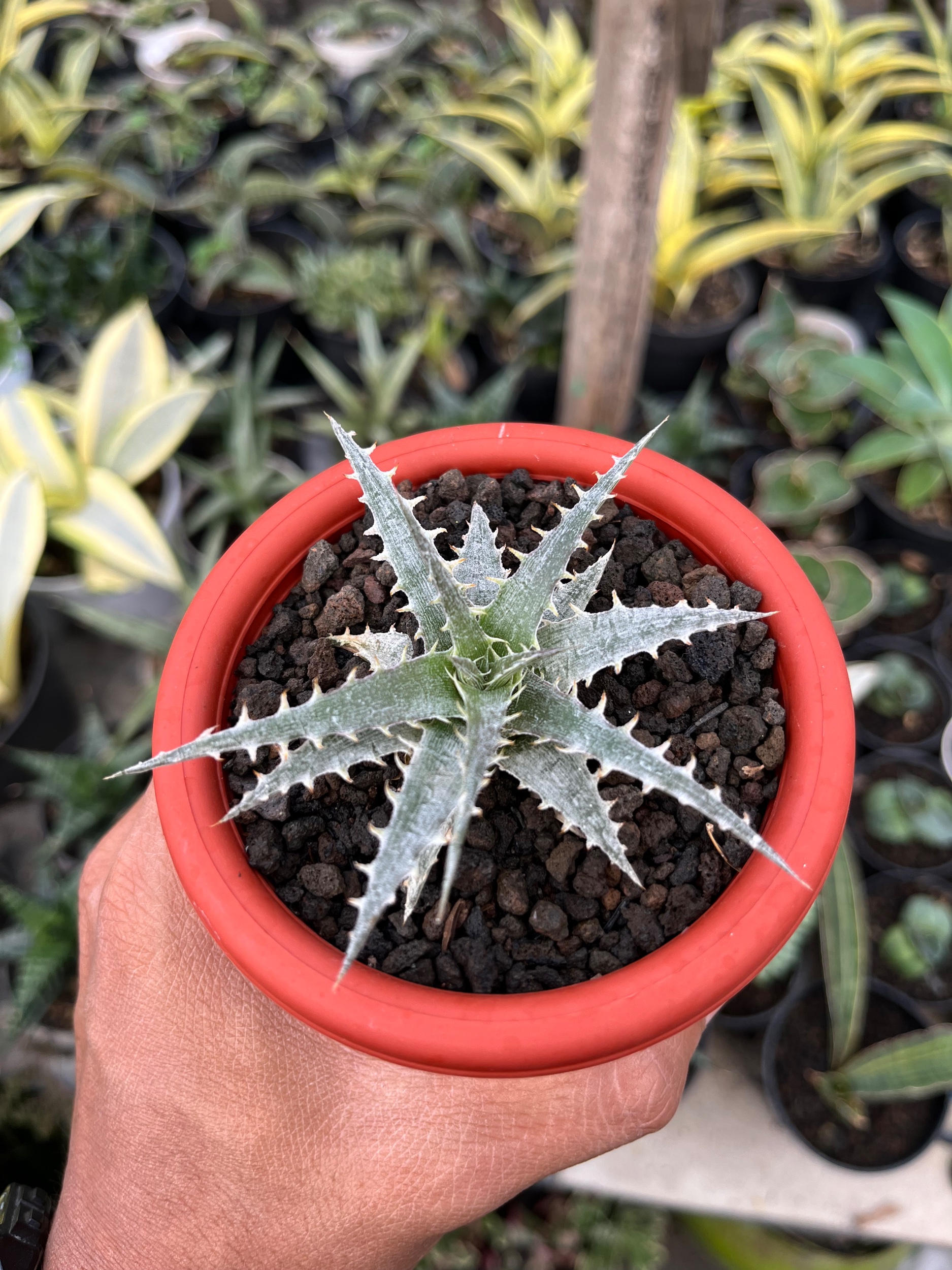2552. Dyckia Hybrid Spp - Image 2