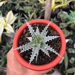 2552. Dyckia Hybrid Spp - Image 3