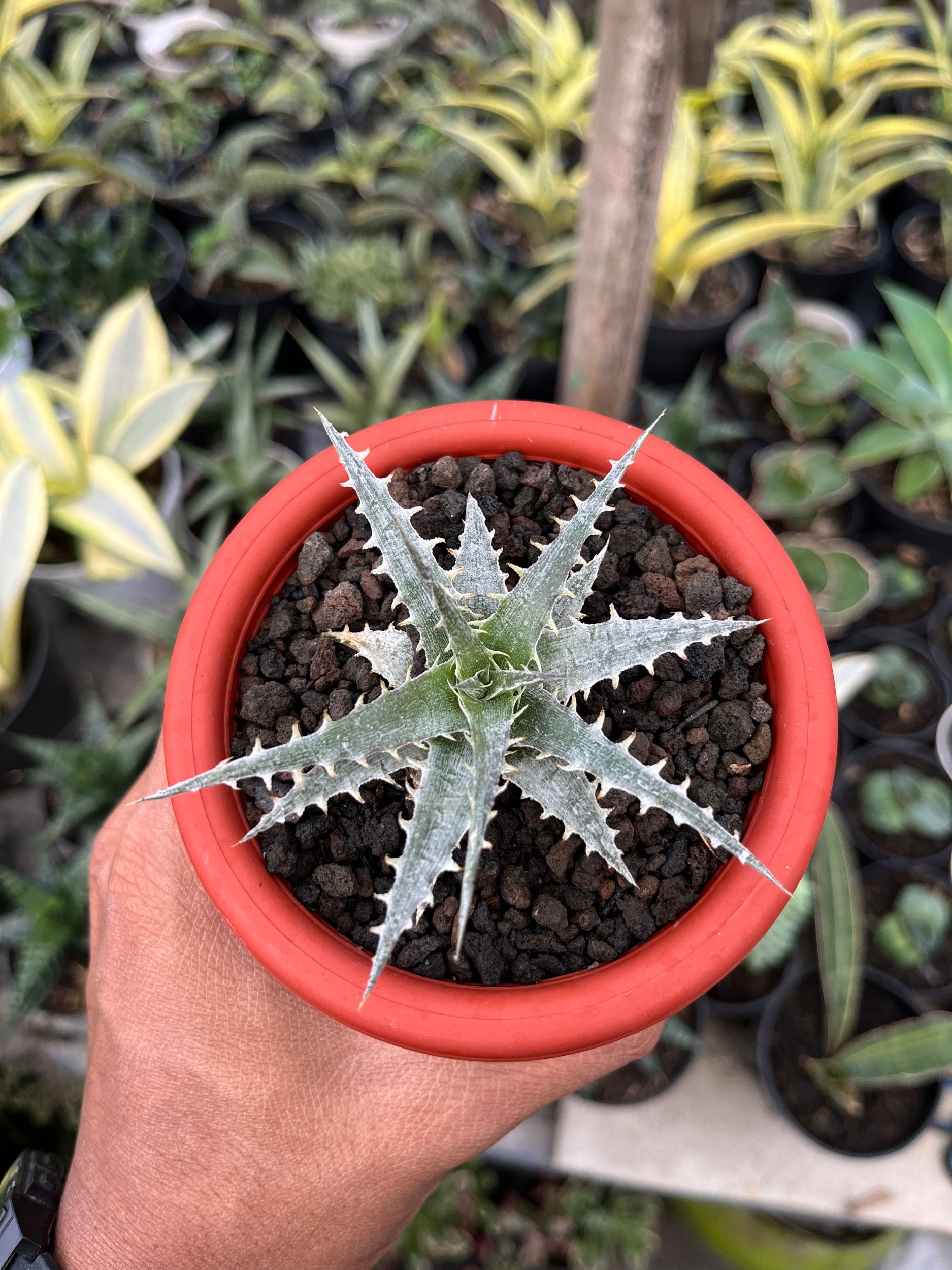 2552. Dyckia Hybrid Spp - Image 3