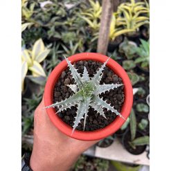 2552. Dyckia Hybrid Spp