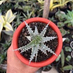 2552. Dyckia Hybrid Spp - Image 4