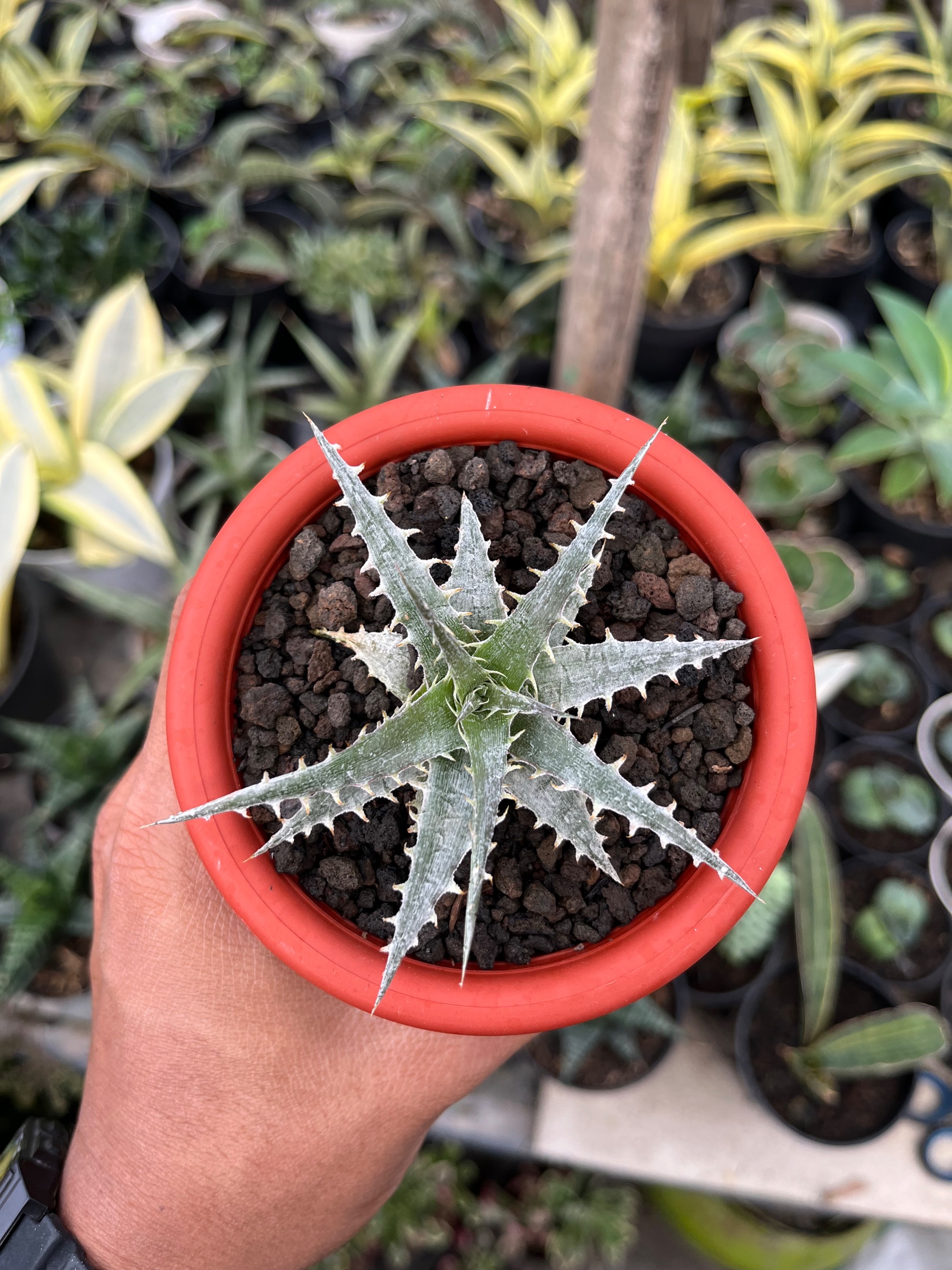 2552. Dyckia Hybrid Spp - Image 4